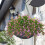 Hangings Basket Liners Wall Decorations Flower Planter-14in 6