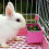 Small Animal Feeding Bowl Cage Hanging Feeder- Off white1 5