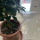 Self-Watering Ball Bird Shape Watering Globes Drippers-5pcs 6