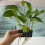 Reliable Aquariums Planter Support Holder FishTanks Planter-J 6