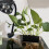 Reliable Aquariums Planter Support Holder FishTanks Planter-J 5