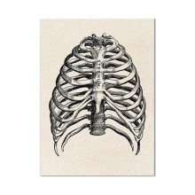 Medical Human Anatomy Diagram Art Picture Education Painting Modern Decoration Skeleton Muscle Wall Art (White, 40 x 60 cm Unframed)