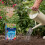 Levington Levington Peat-Free Seed Compost with John Innes 4