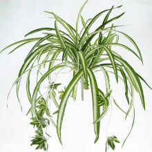 Flexibilná dekorácia, odolná zeleň, 60 cm veľká umelá rastlina pavúka, realistická simulácia Chlorophytum comosum, plastová nástenná
