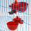 Kip Vogel Drinker Plastic Voeders Drinkbeker Kip Eet-20 stuks 3
