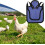 Chicken Saddle Hen Protector Vest for Feather Regrowth Support Adjustable Fit Purple 2