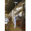 Vikan, Blue Squeegee,Condensate,Ceiling,16",PP/RB, 7716 5