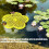 Lightweight Floating Insect Butterflies Pollinator Watering 4