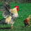 Chicken Wire,26M Chicken Wire Mesh Roll,Chicken Wire Mesh for Pet 5
