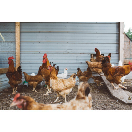 Dengie Fresh Bed For Chickens 100 litre, Chicken bedding | durable 2