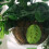 Environmentally Safe Hanging Basket Base Round Shape Plant 5