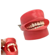 Teeth Model Dental Implant Tooth Mouth Simulation Head Shape Medical Teaching Model