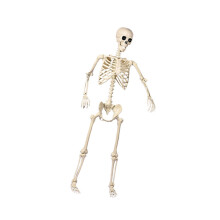 Flexibele gezamenlijke skeletdecoratie voor-L