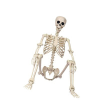 Realistic Human Skeleton Halloweens Props Posable Design-M