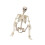 Realistic Human Skeleton Halloweens Props Posable Design-M 1
