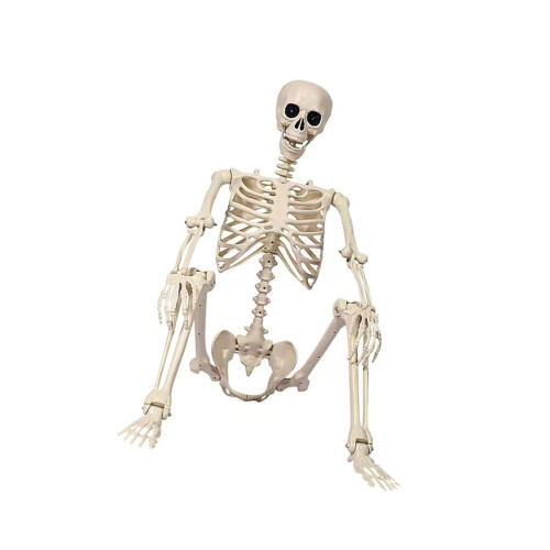 Realistic Human Skeleton Halloweens Props Posable Design-M
