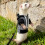 Pet Ferrets Sweatershirt Outfit And Walking Harness Set For-Red 2