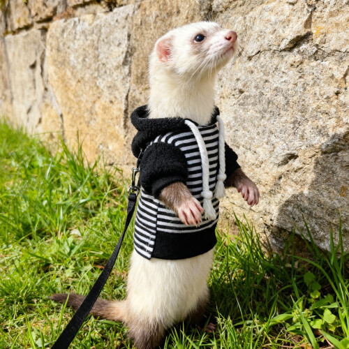 Pet Ferrets Sweatershirt Outfit And Walking Harness Set For-Red 1