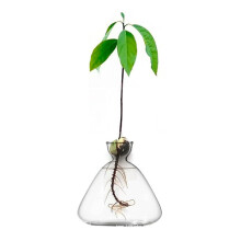 Avocado Tree Growing Kit, Minimalist Design Decor For Home Office, Glass Vase Planter Supports Sapling Growth, Unique Gardening Gift For Indoor Plant