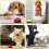 Dog Training Bell, 3-Pack Puppy Training Bells for Outdoor Communication 3