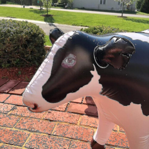 Inflatable Animal-domesticated-xdd 1