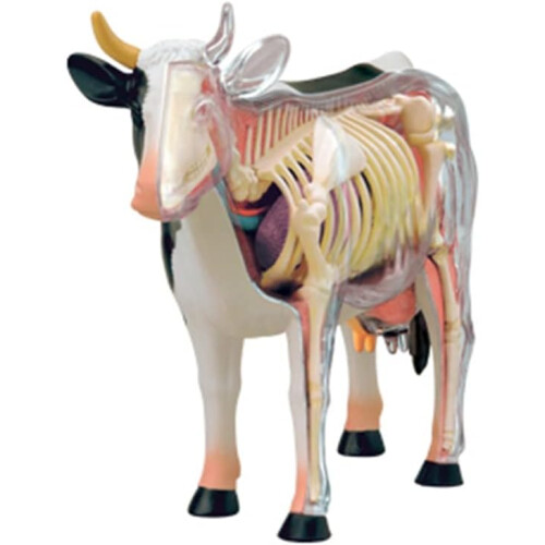 4D Cow Anatomy Educational Model with Realistic Organ Details for Interactive Learning and Teaching 2
