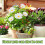 Landscape Breathable Garden Decoration Stake Identifier 4