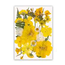 1pc Dried Flower Craft Pack Versatile DIY Decors Accent For-D