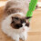 Cats Wall Corner Groomer Self Grooming Brush Efficient-Green 5