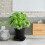 Plant Auto Watering Cord Design  Drainage Platform Fabric Pot 2