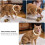 1Stk Exquisites Hundehalsband Mit , Verstellbar Und 9
