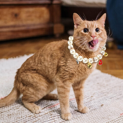 1Stk Exquisites Hundehalsband Mit , Verstellbar Und 2