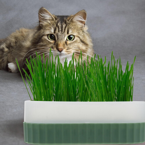 1Ensemble Pot De Culture Hydroponique Pour À Chat Vert Durable 2