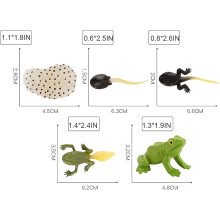 Oktatási béka életciklus, miniatűr békafigura készlet gyerekeknek a természet felfedezéséhez és az osztálytermi tanuláshoz