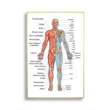 Anatomy Chart Skull Muscle System Canvas Print Human Body Educational Poster 60x90 cm Unframed Color E