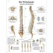 Laminated Scientific Chart of The Human Spine in German Language, Educational Anatomy Tool, Durable Material