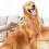 Detangling pet comb – comfortable grip, onesided detangling knot, mat remover 3