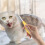 Detangling pet comb – comfortable grip, onesided detangling knot, mat remover 4