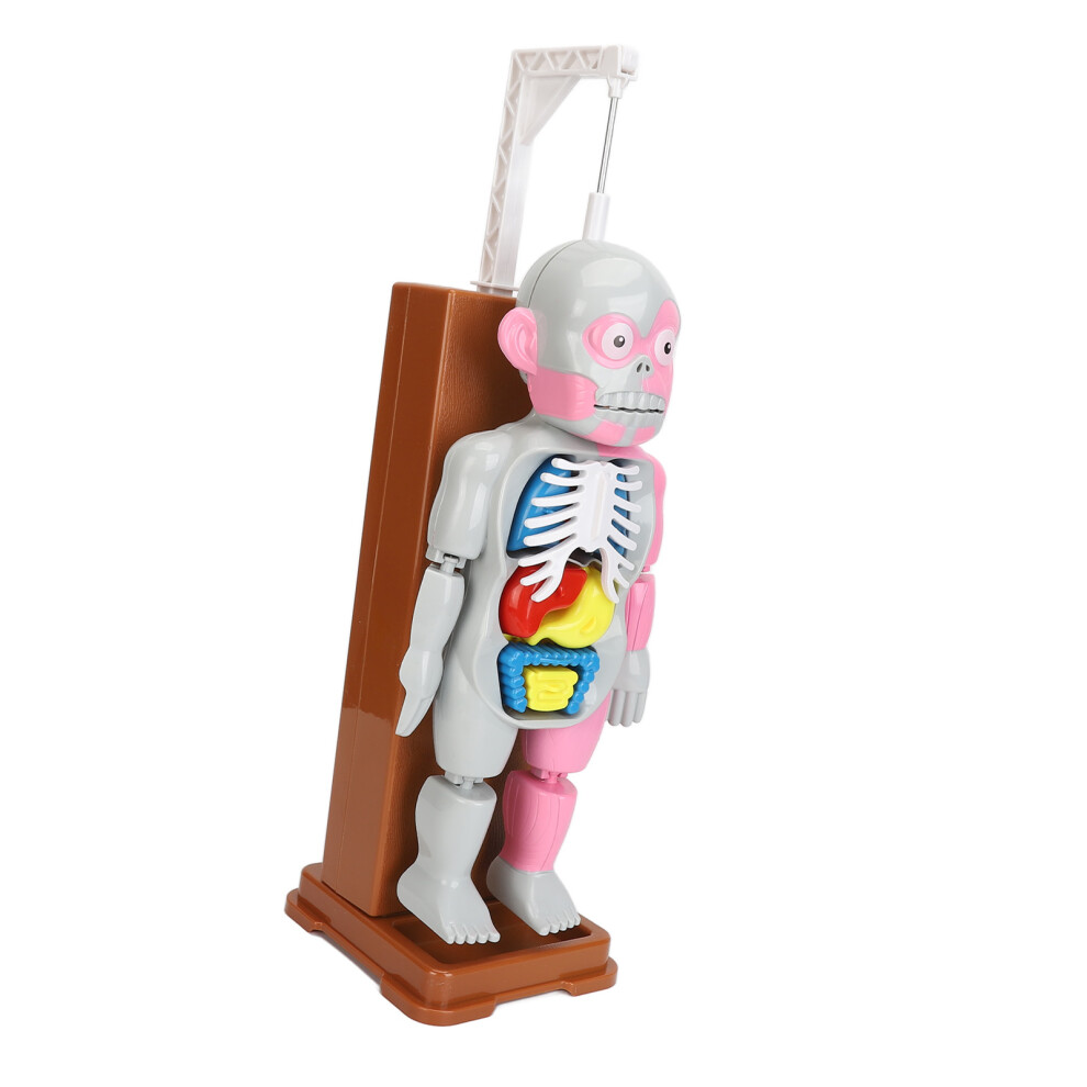 Educational Human Body Anatomy Toy for Kids 6+ with Interactive Parts