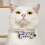 Flower Printed Cat Collar Bowknot Decors Adjustable-Black 5
