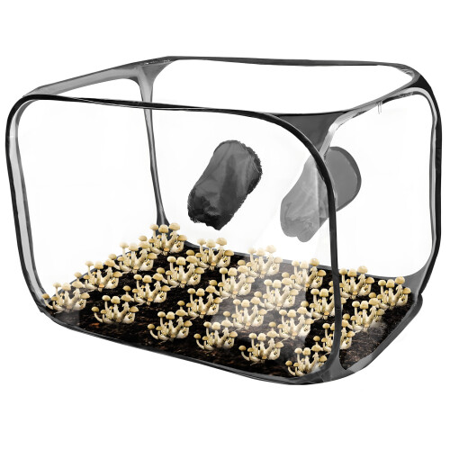 Transportable Pliable Still Air Box For Mushroom-Black