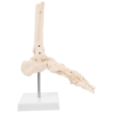 3Pz Modello Articolare E Caviglia PVC Beige Per Apprendimento