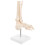 3Pz Modello Articolare E Caviglia PVC Beige Per Apprendimento 11