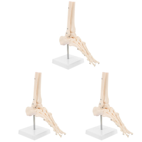 3Pz Modello Articolare E Caviglia PVC Beige Per Apprendimento 2