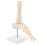 3Pz Modello Articolare E Caviglia PVC Beige Per Apprendimento 2