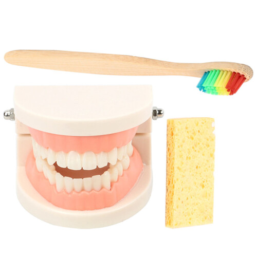 2Conjuntos De Dentes Para Educação Oral Com Escovas