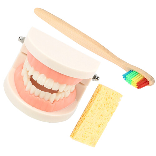 2Conjuntos De Dentes Para Educação Oral Com Escovas 2