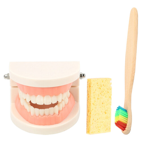 2Conjuntos De Dentes Para Educação Oral Com Escovas 1