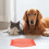 Pet Oorbeschermer Mesh Ademend Muggenwerend 4