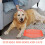 Pet Oorbeschermer Mesh Ademend Muggenwerend 7